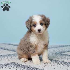 Georgie, Mini Aussiedoodle Puppy